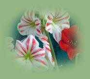 Shop our store of Misc. Plants