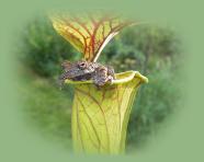 Shop our store for Carnivorous plants!